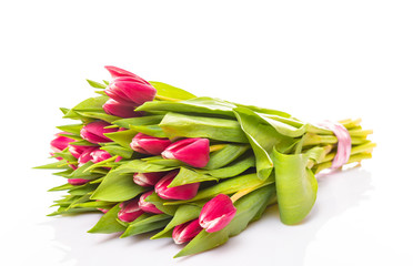Beautiful pink tulips lying isolated on white background