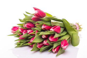 Beautiful pink tulips lying isolated on white background