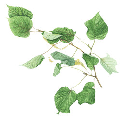 Branch of linden with leaves and flowers, watercolor painting