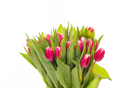 Bunch of pink tied tulips isolated on white background