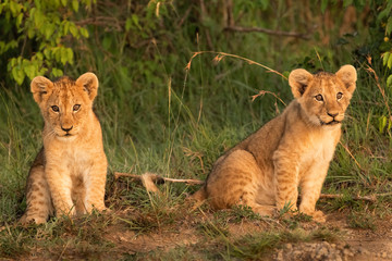 Cute lion cubs