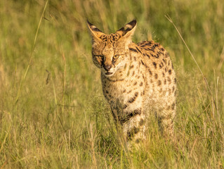 Serval