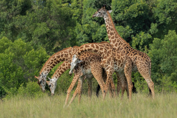 Giraffes (young) play fighting