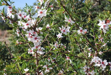 Almond Tree Blossom