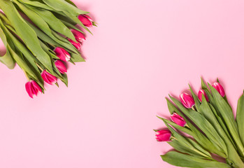 Pink tulips on the pink background. Flat lay, top view.