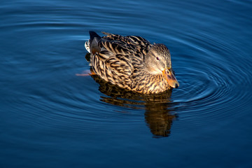 dzika kaczka © Henryk Olszewski