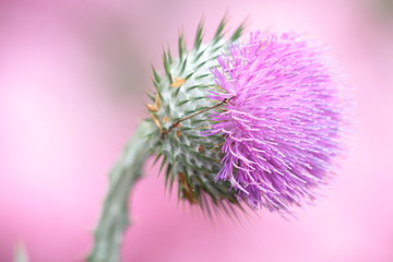 distel