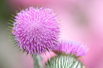 distel