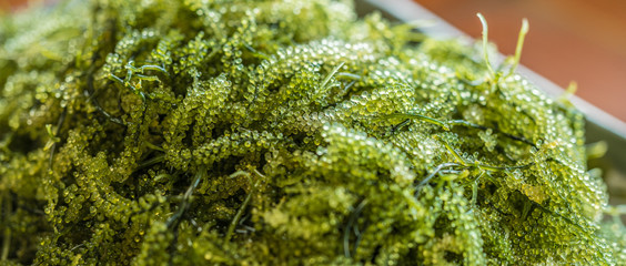 Sea grapes seaweed © he68