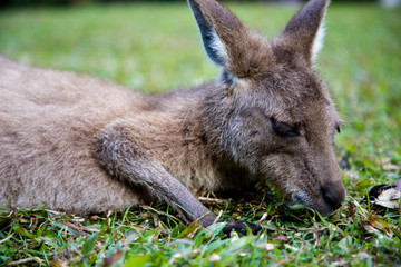 Naklejka na ściany i meble Australia zoo, Australia