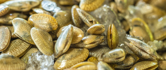 A stack of sea shell for sale at market