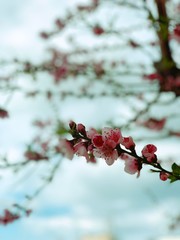 Processed with RNI Films. Preset 'Kodak Gold 200 v.2'