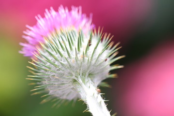 distel