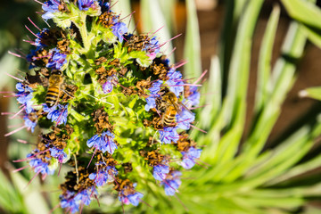 Bees (Anthophila) on Pride of Madeira (Echium Candicans) flower, California