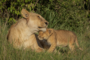 Lioness and cub greeting
