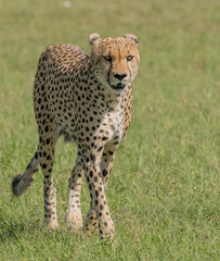 Cheetah Walking