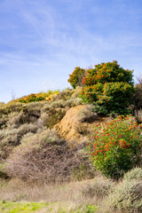 Toyon (Heteromeles) shrubs full of red berries, Coyote Hills Regional Park, Fremont, east San Francisco bay, California