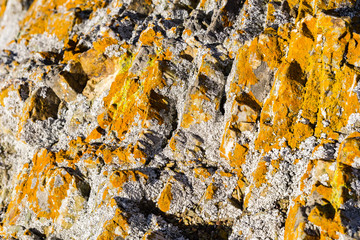 Rock covered in vivid orange moss, California