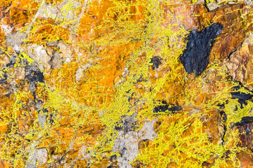 Rock covered in vivid orange moss, California