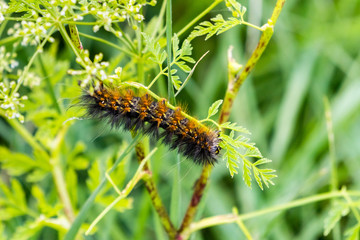 Salt Marsh Moth caterpillar (Estigmene acrea) eating the leaves of an yarrow flower, California