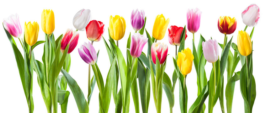 Many different tulip flowers isolated