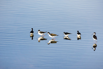 Black-necked Stilt feeding in the wetlands of Alviso Marsh, San Jose, south San Francisco bay, California