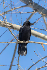 Common crow perched on a branch.