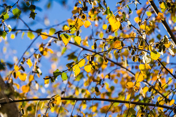 Silver Birches (Betula pendula) colorful autumn leaves on a sky background, California