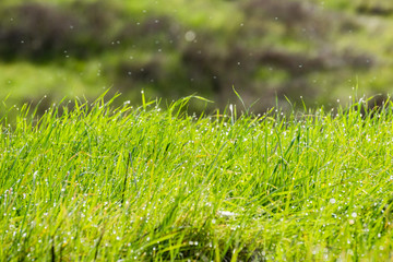 Drops of rain on vivid green grass, Coyote Valley Open Space Preserve, California
