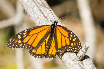Male Monarch Butterfly resting on a branch, Half Moon Bay, California