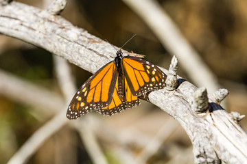Male Monarch Butterfly resting on a branch, Half Moon Bay, California