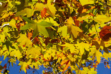 Western sycamore leaves in autumn, California