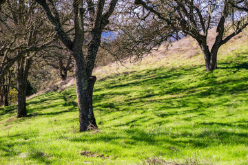 Green grass growing on the forest floor, California