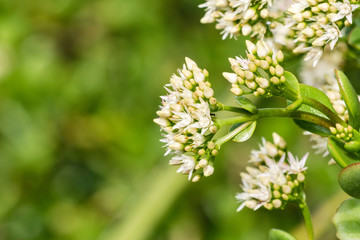 Fototapeta premium Blooming Crassula ovate after a rainy day, California