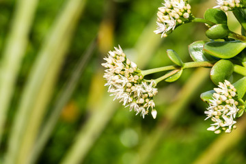 Blooming Crassula ovate after a rainy day, California