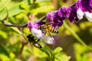 Bee pollinating a Mexican sage flower, California