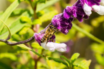 Bee pollinating a Mexican sage flower, California