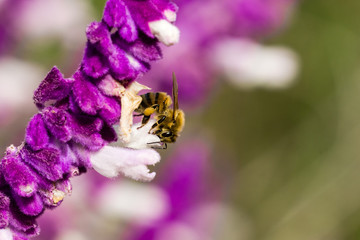 Bee pollinating a Mexican sage flower, California