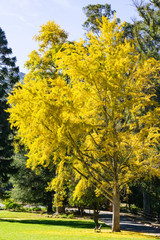 Yellow leaves in a Ginkgo biloba tree, in autumn, California