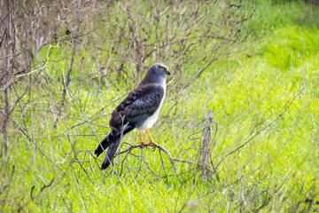 Adult male Northern Harrier resting, Hayward Shoreline Regional Park, California