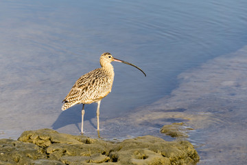 Long-billed curlew (Numenius americanus) in the marshes of East San Francisco bay, Hayward, California