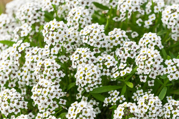 White small wildflowers, California