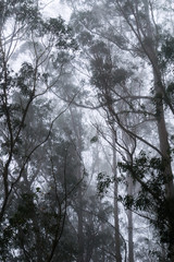 Fototapeta premium Foggy eucalyptus forest, San Pedro Valley County Park, San Francisco bay area, California
