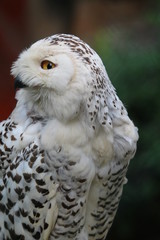 schneeeule