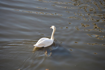  Promenade d'une oie avec grâce sur le lac ( étang )