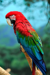 colorful macaw © Tony