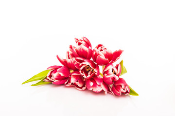 Fresh colorful tulip flowers bouquet on white background