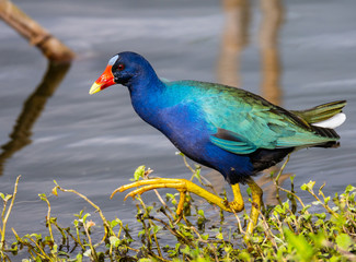 blue bird colorful