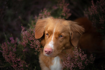 Toller dog in heather colors. walk with a pet in the forest. Journey