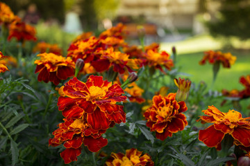 Marigolg flowers in the garden